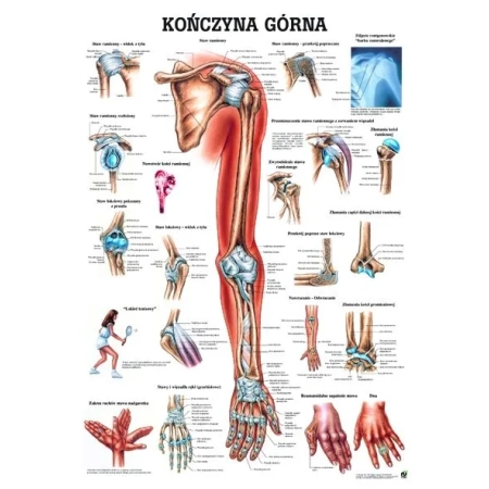 Plansza anatomiczna - budowa kończyny górnej PL13