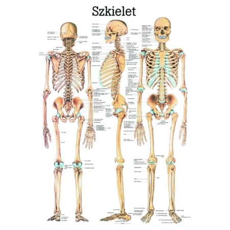 Plansza edukacyjna - szkielet człowieka PL03