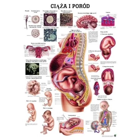 Plansza edukacyjna przedstawiająca ciążę oraz poród PL18