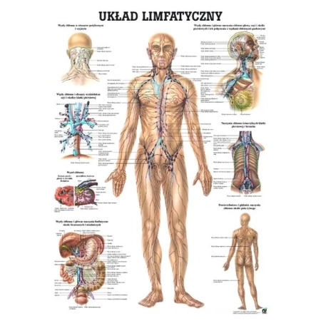 Plansza anatomiczna - układ limfatyczny PL09