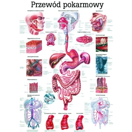 Plansza edukacyjna - przewód pokarmowy PL17