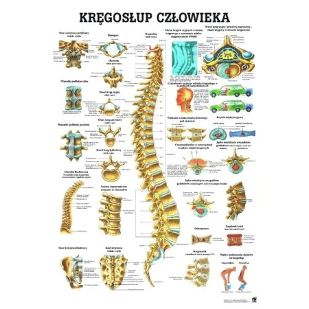 Plansza edukacyjna - budowa kręgosłupa człowieka PL07