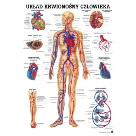 Plansza edukacyjna - krążenie człowieka PL06