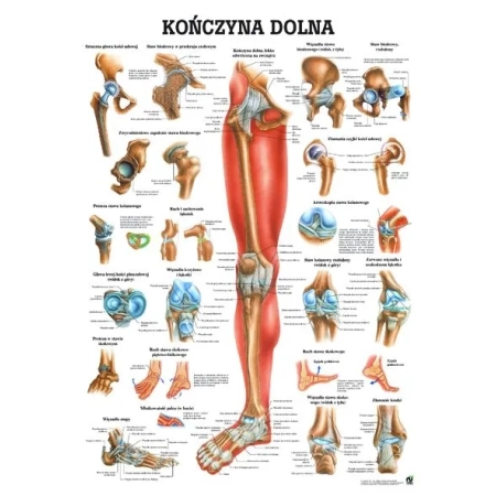 Plansza edukacyjna - kończyna dolna PL08