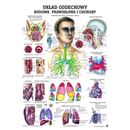 Plansza edukacyjna - układ oddechowy człowieka PL16