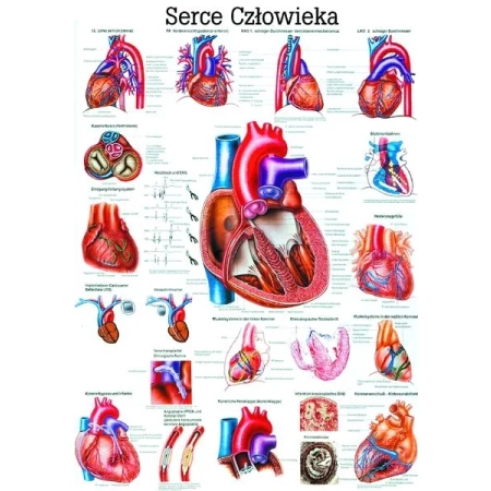 Plansza - serce człowieka PL12